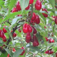 Саджанець Кизил Миколка (прищеплений)